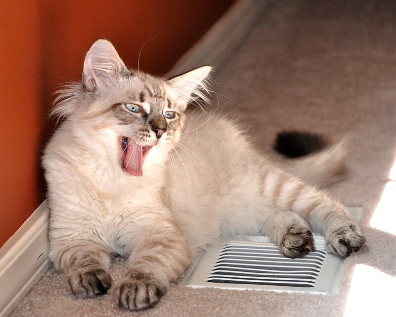 Fluffy Cat Yawning — Beige, Relaxed
