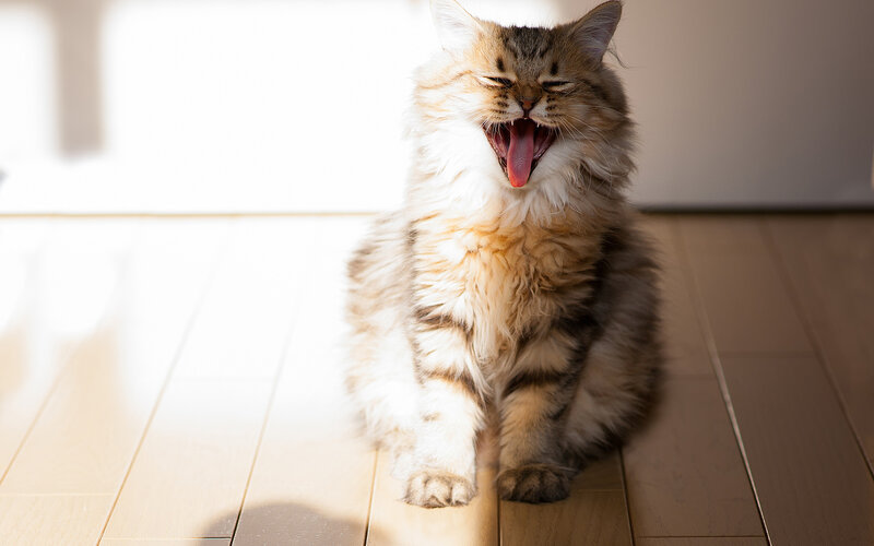 Fluffy Cat Yawning — Brown, Calm, Morning
