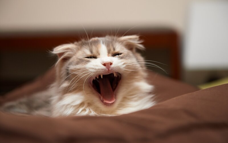 Fluffy Cat Yawning — Brown, Calm, Photograph