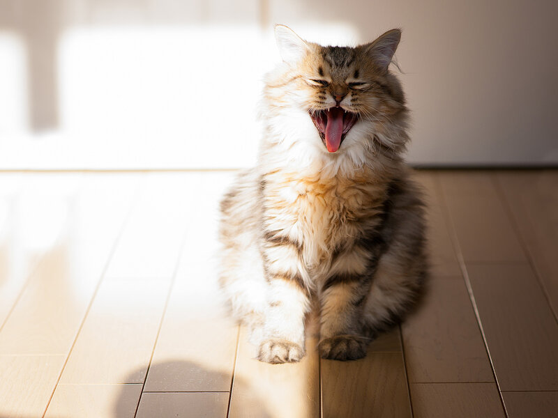 Fluffy Cat Yawning — Brown, Calm