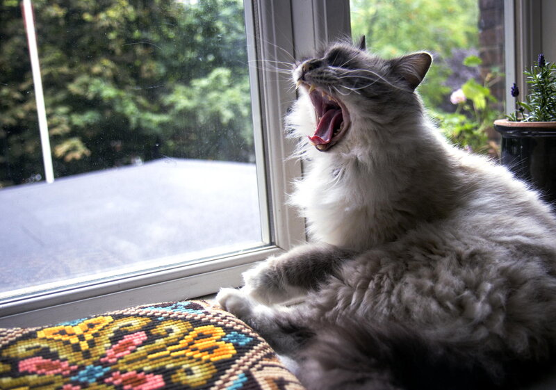 Fluffy Cat Yawning — Gray