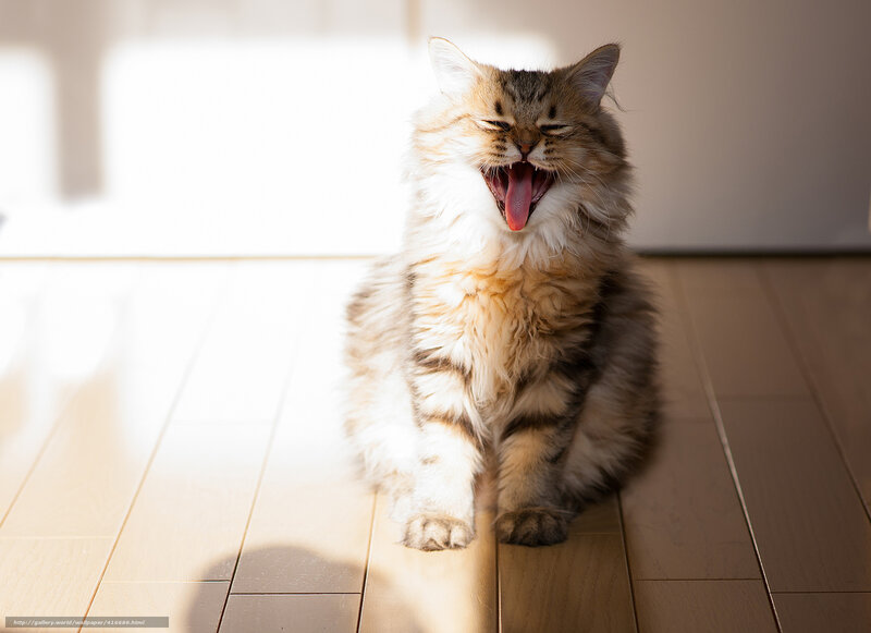 fluffy cat yawning in sunlight