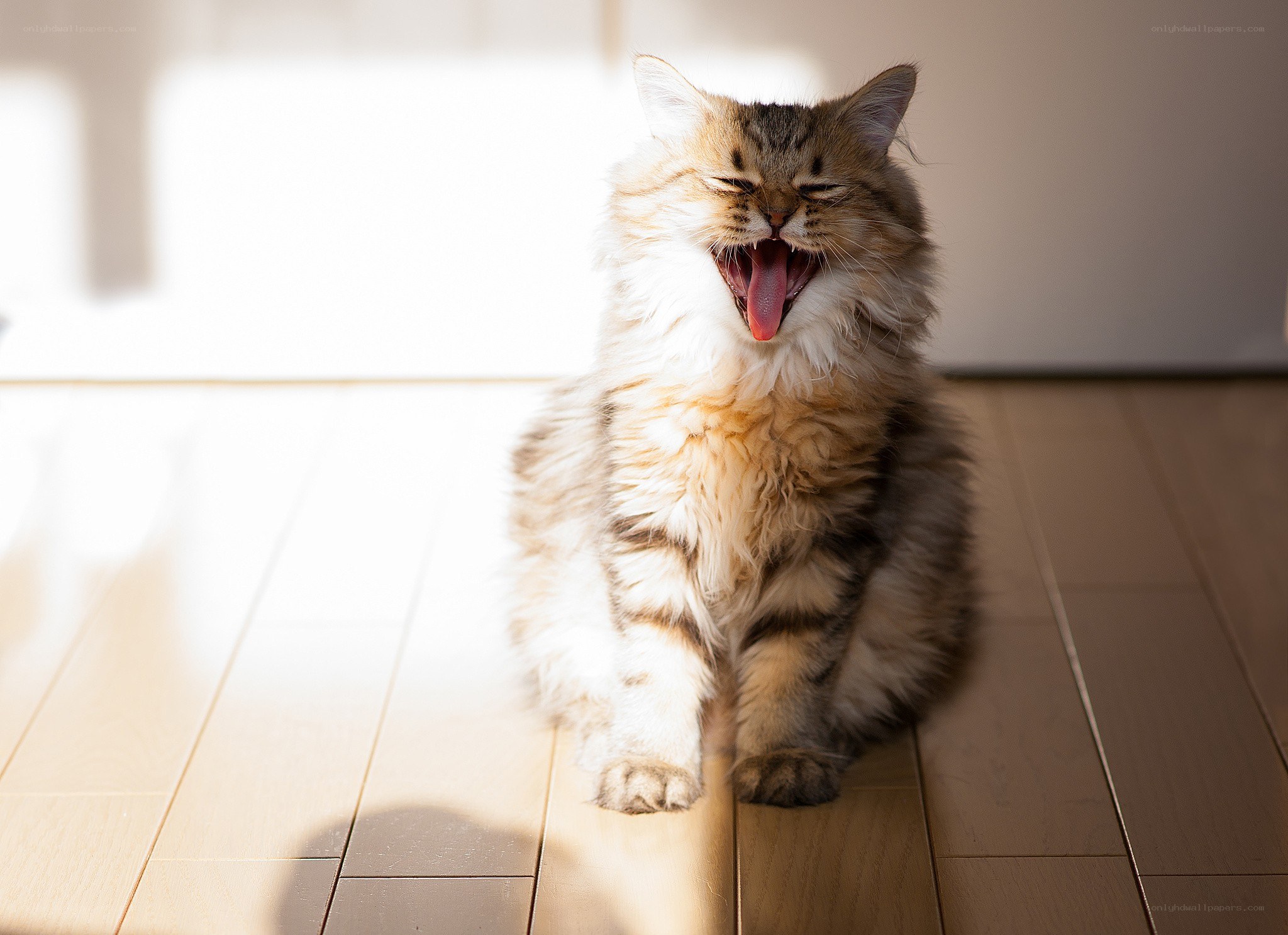 fluffy cat yawning in sunlight