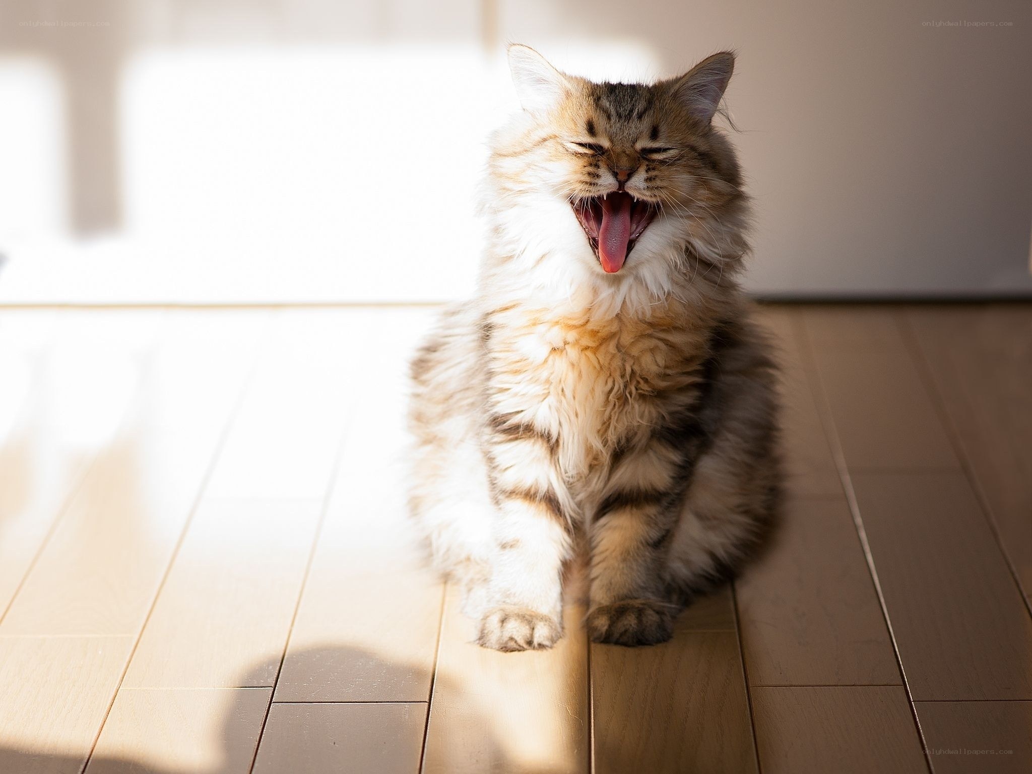 Fluffy cat yawning in sunlight