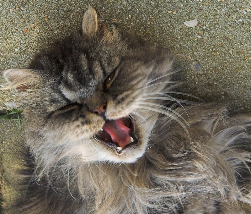 fluffy cat yawning on ground