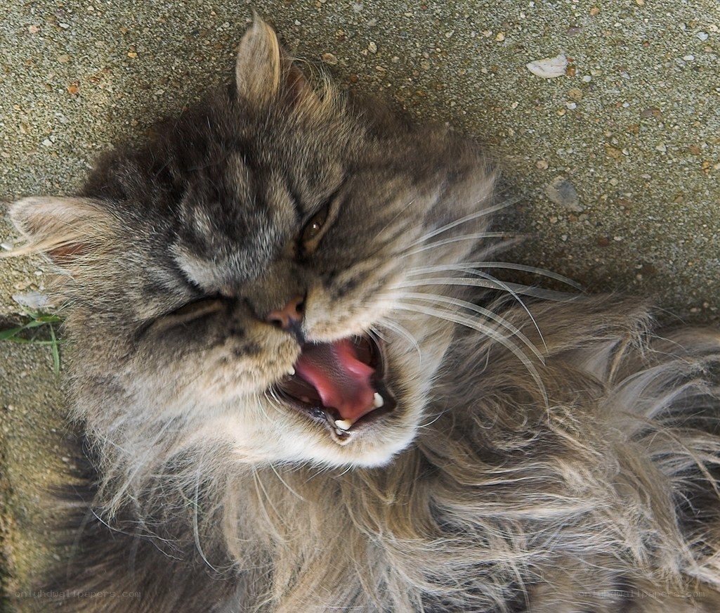 fluffy cat yawning on ground