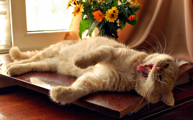 Fluffy Cat Yawning — Orange, Relaxed