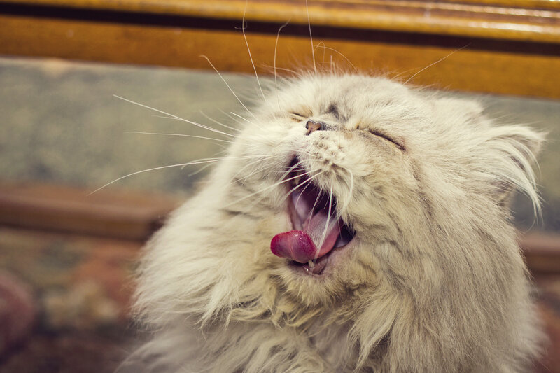 Fluffy Cat Yawning — White, Relaxed, Photograph, Couch