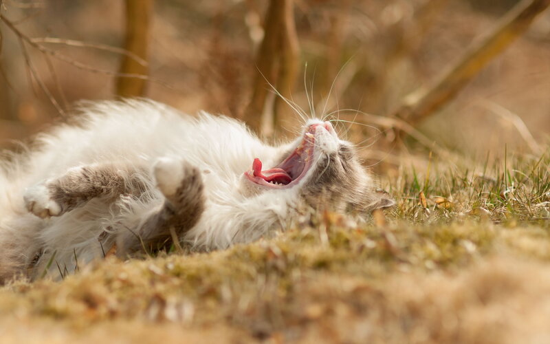 Fluffy Cat Yawning — White, Relaxed