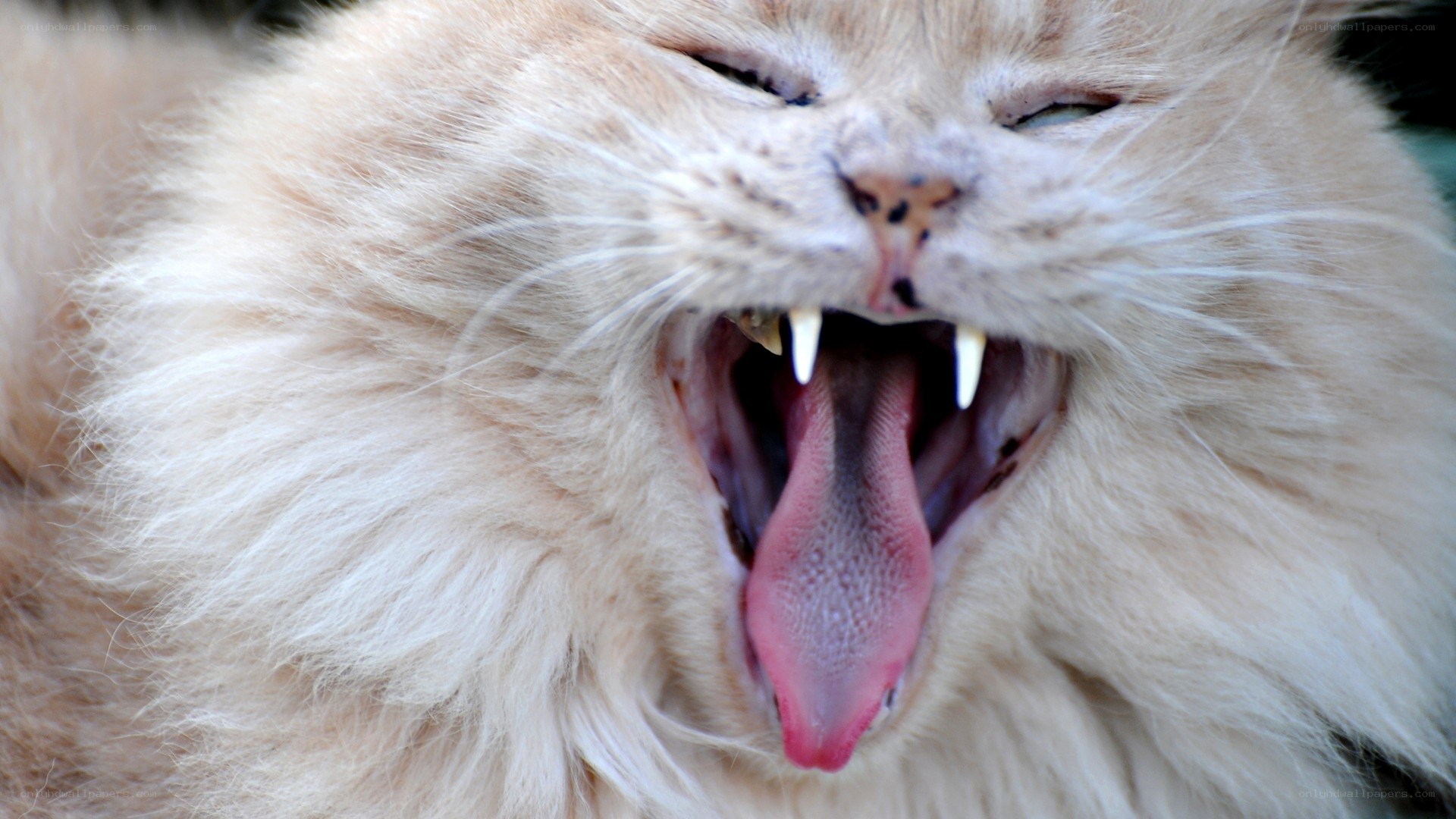 fluffy cat yawning