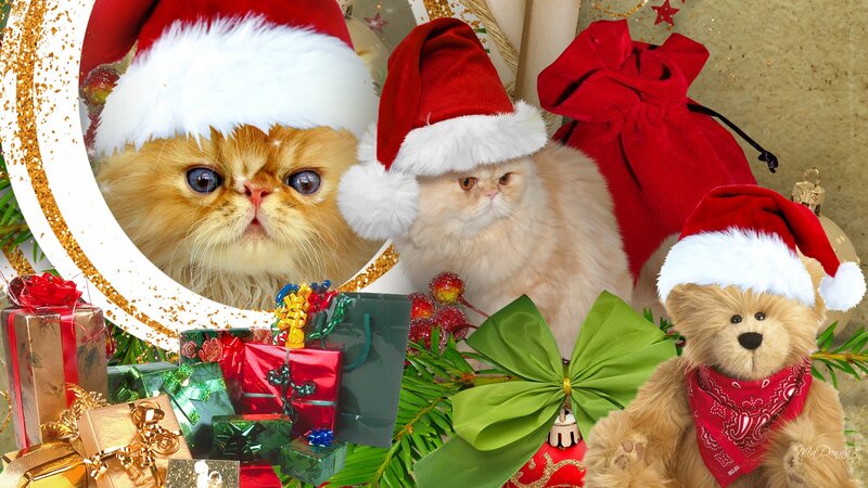 Fluffy Cats and Teddy Bear
