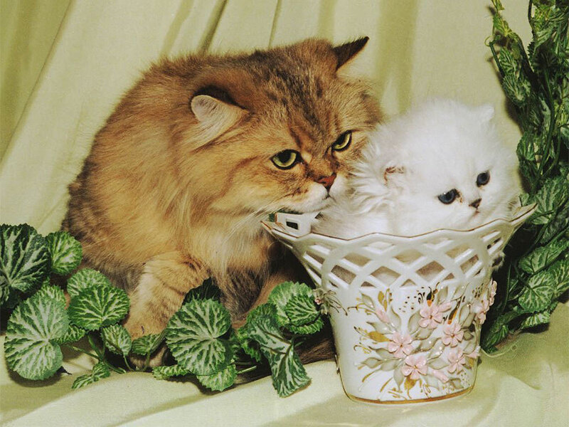 Fluffy Cats in Basket