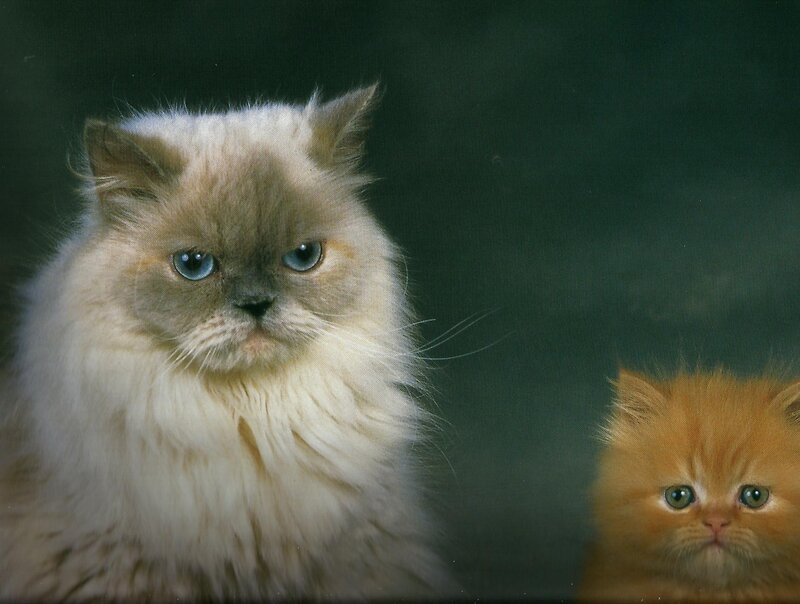 Fluffy Cats
