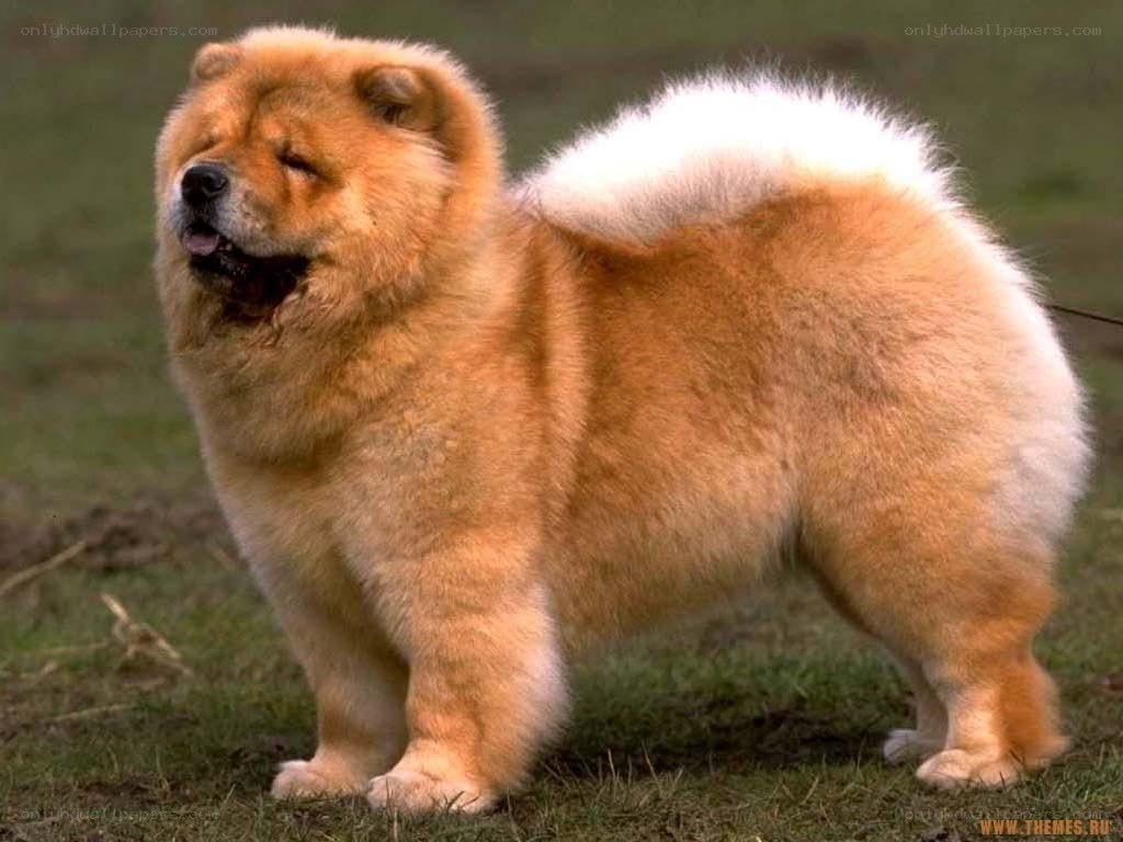 fluffy chow chow dog