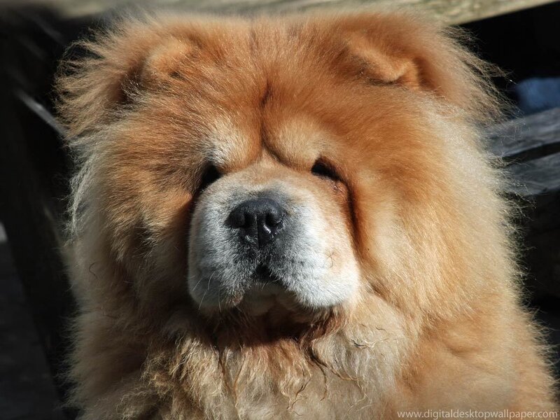 fluffy chow chow dog