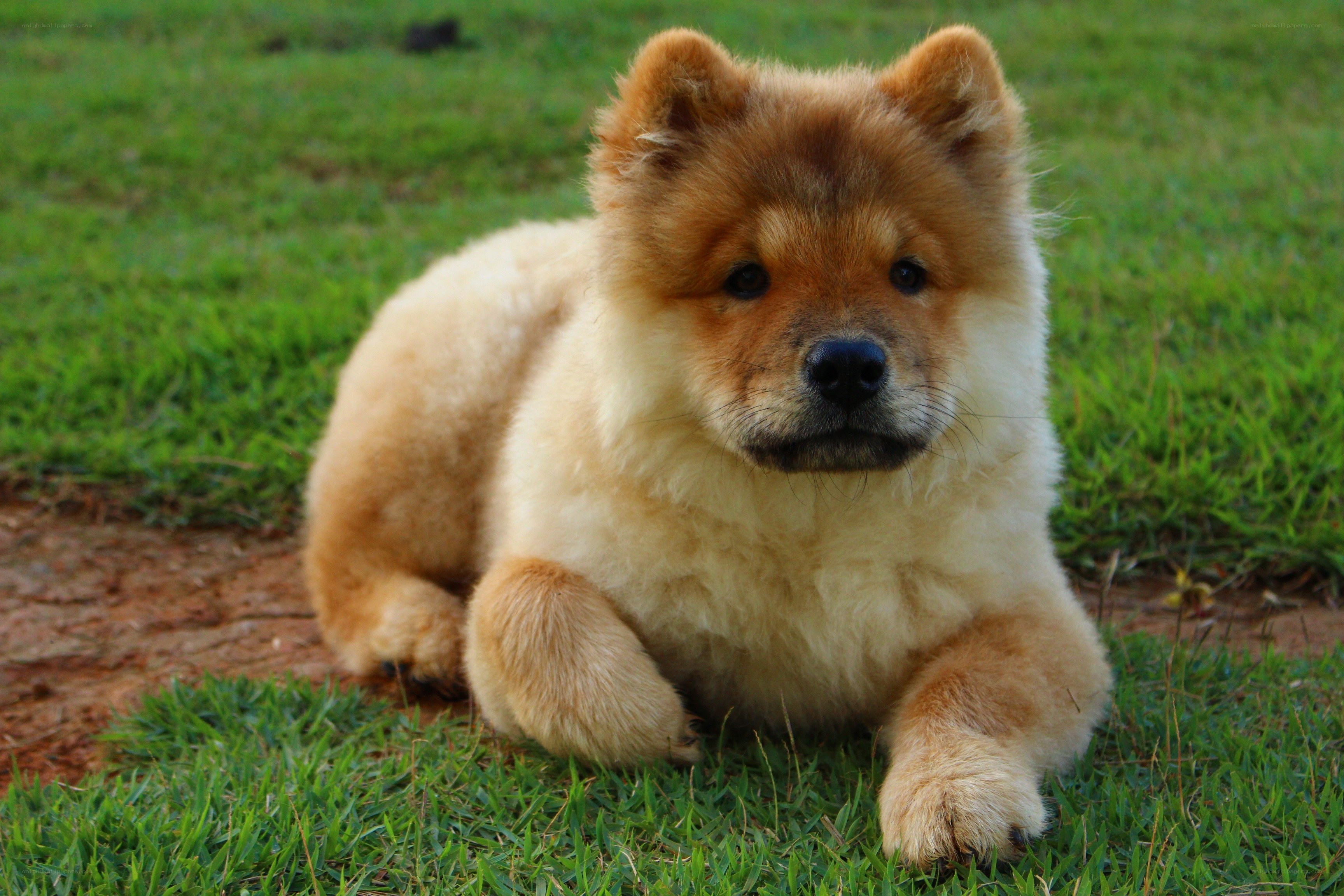 fluffy chow puppy on grass
