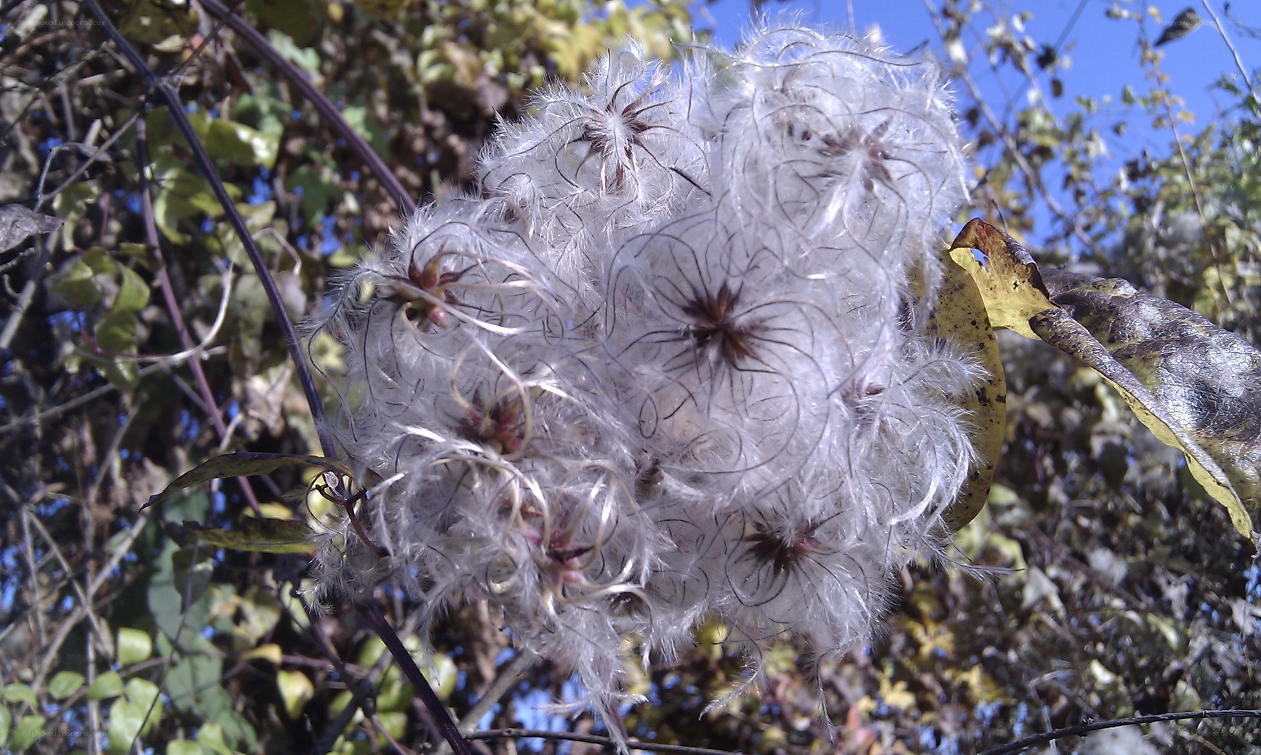 fluffy clematis seed head