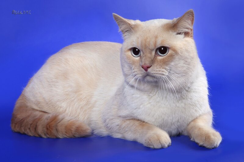 Fluffy Cream Cat — Blue, Calm