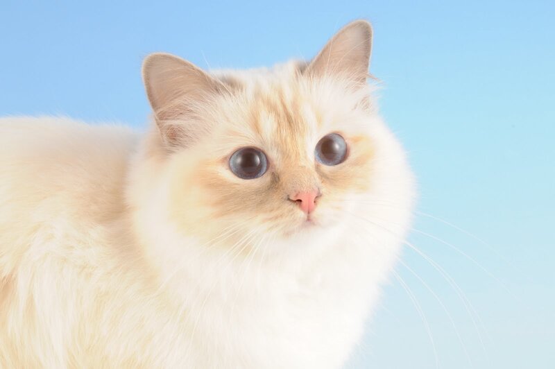 Fluffy Cream Cat — Blue