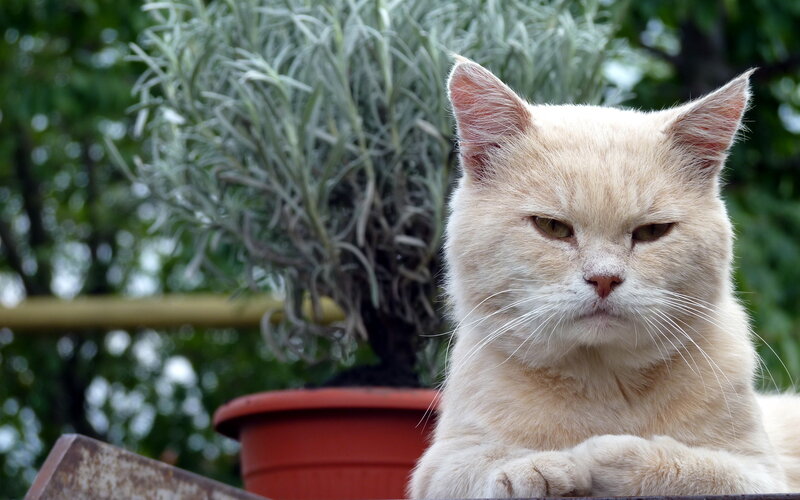 Fluffy Cream Cat — Calm, Afternoon, Photograph