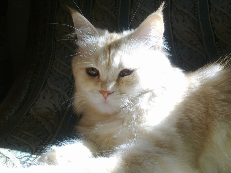 Fluffy Cream Cat — Calm, Afternoon