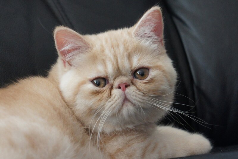 Fluffy Cream Cat — Calm, Photograph, Black Couch