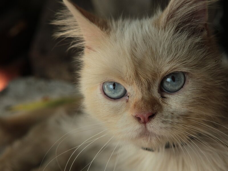 Fluffy Cream Cat — Calm, Photograph, Blue Eyes