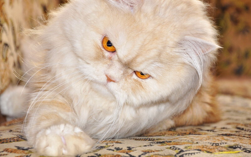 Fluffy Cream Cat — Calm, Photograph, Carpet