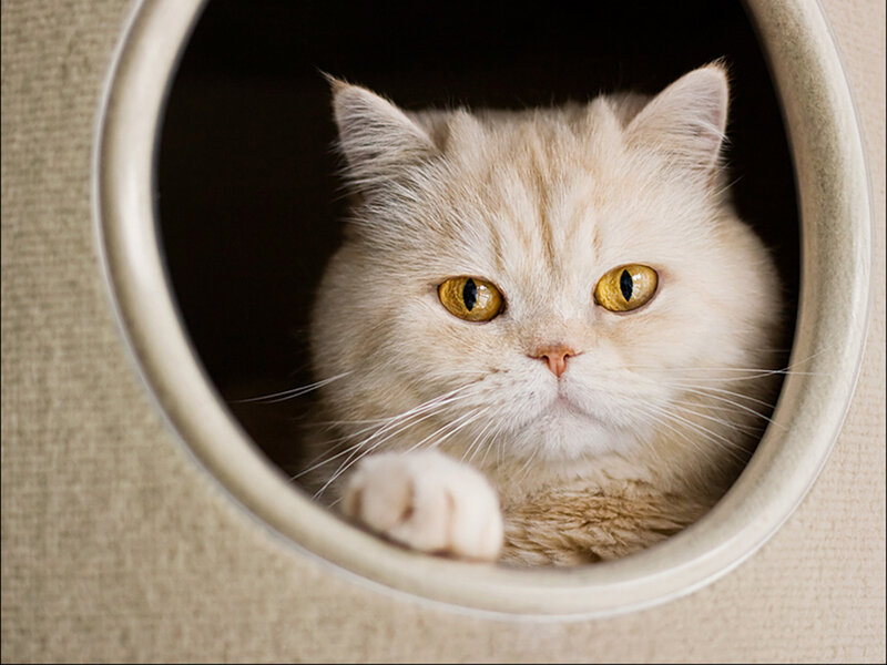 Fluffy Cream Cat — Calm, Photograph, Cat Bed