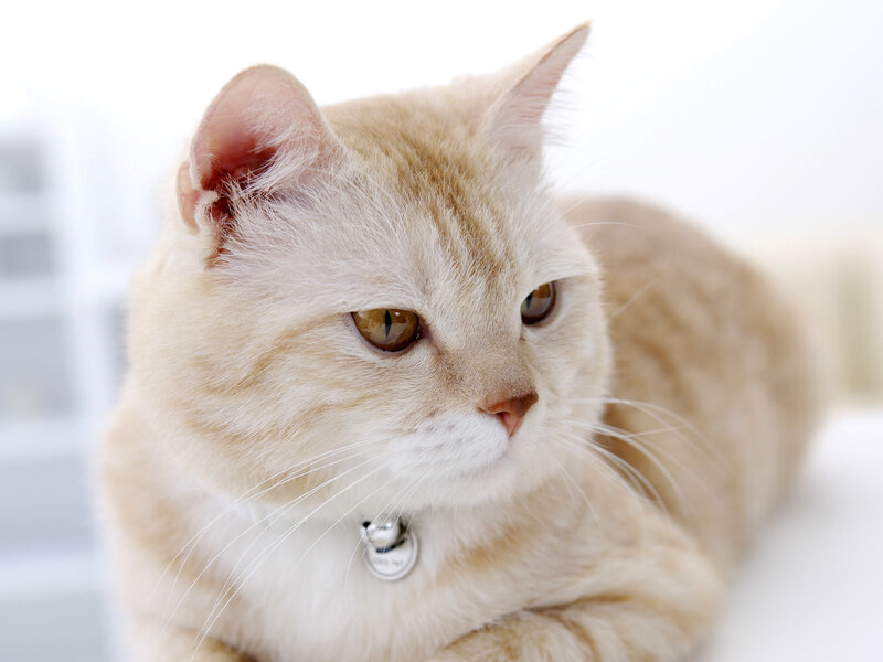 Fluffy Cream Cat — Calm, Photograph, Collar