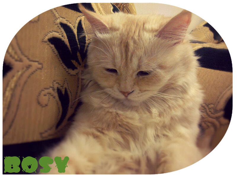 Fluffy Cream Cat — Calm, Photograph, Couch