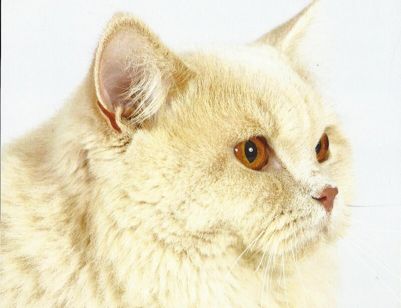 Fluffy Cream Cat — Calm, Photograph, Ears