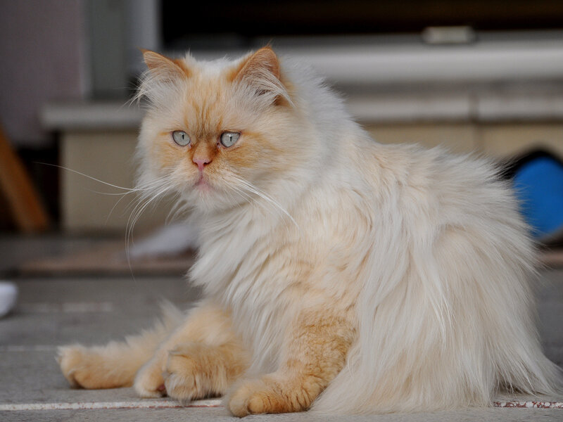 Fluffy Cream Cat — Calm, Photograph, Floor
