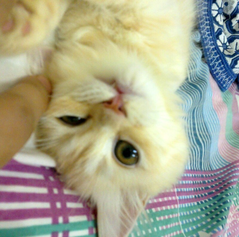 Fluffy Cream Cat — Calm, Photograph, Person