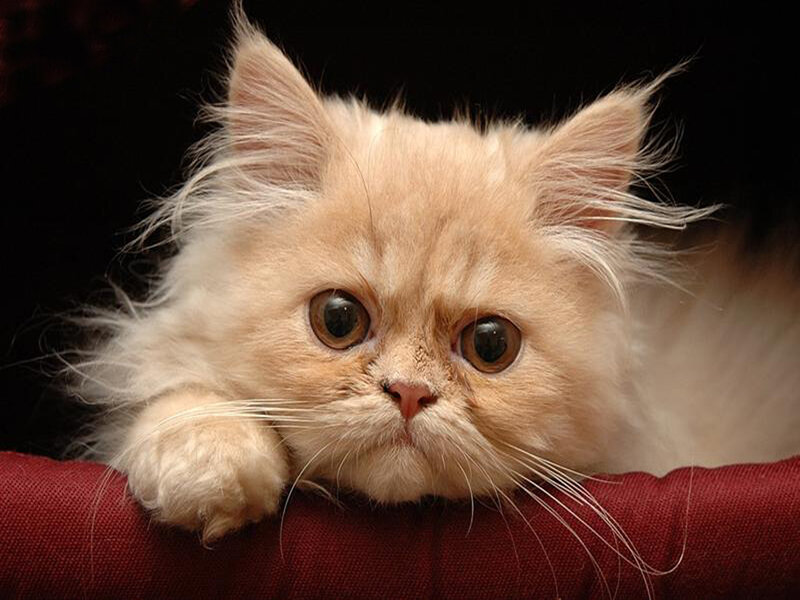 Fluffy Cream Cat — Calm, Photograph