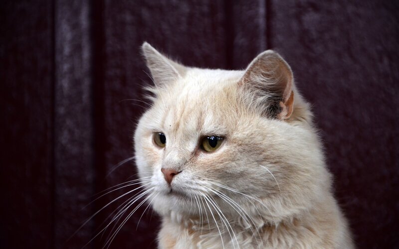 Fluffy Cream Cat — Calm, Photograph, Whiskers