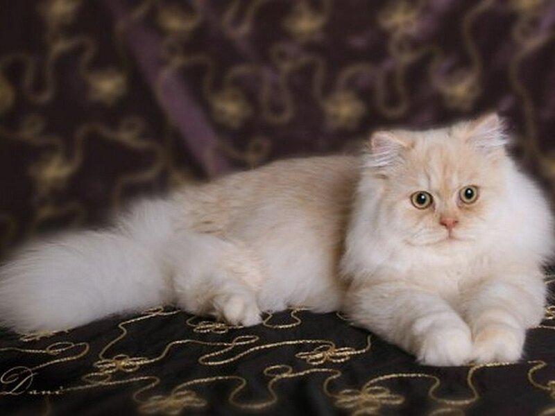 Fluffy Cream Cat — Calm