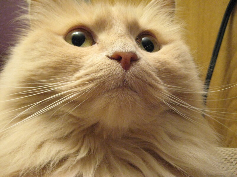 Fluffy Cream Cat — Curious