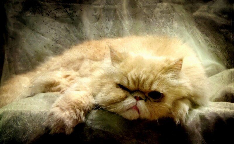 Fluffy Cream Cat — Dramatic