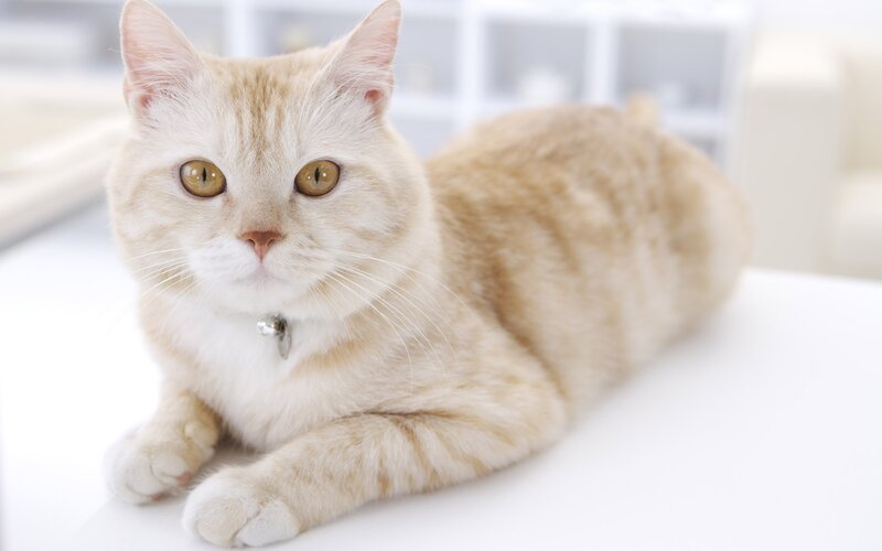 fluffy cream cat lying down
