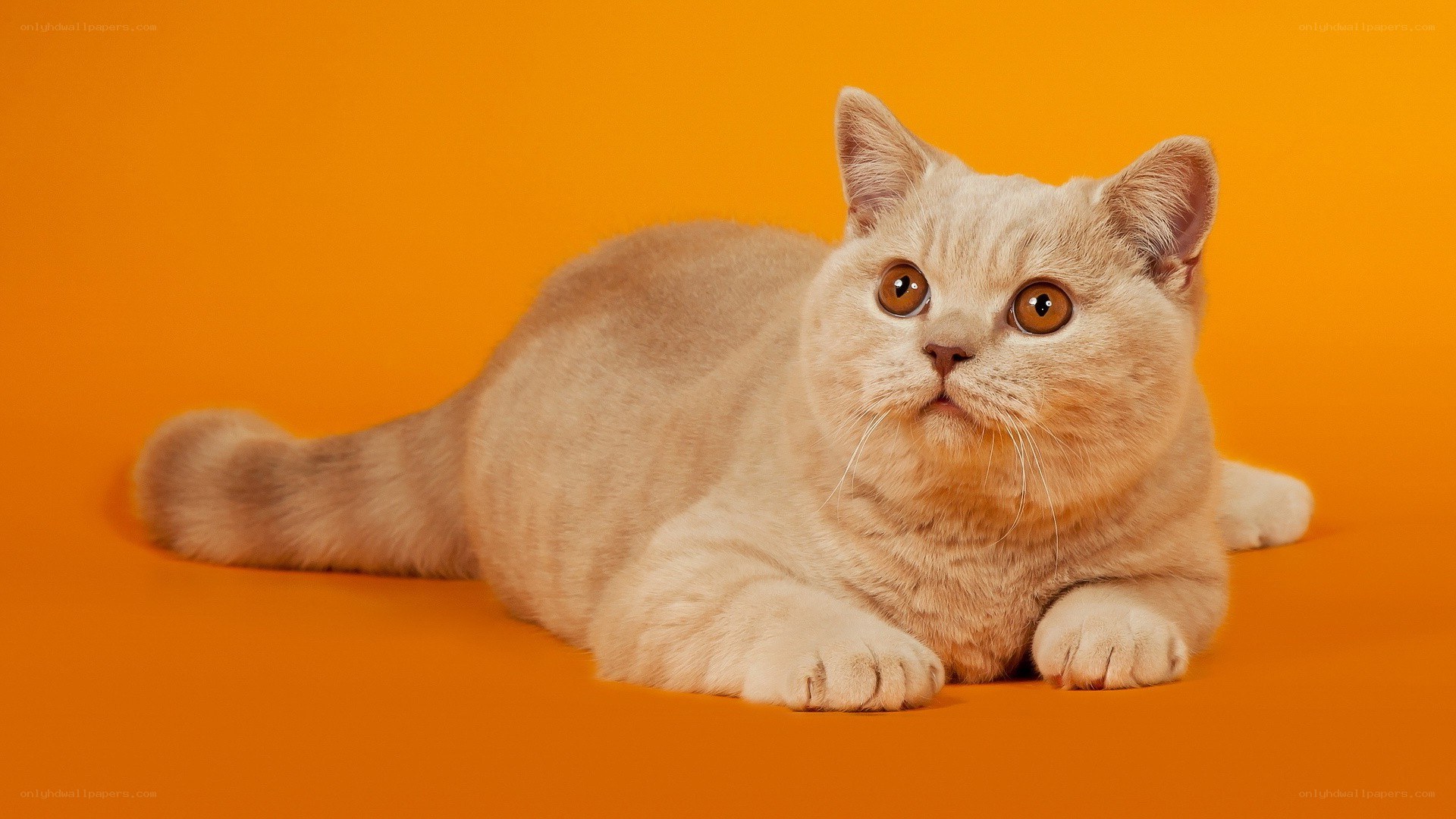 fluffy cream cat on orange