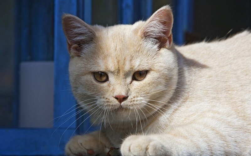 fluffy cream cat resting