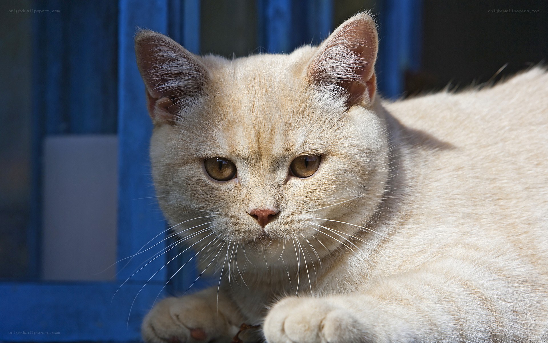 fluffy cream cat resting