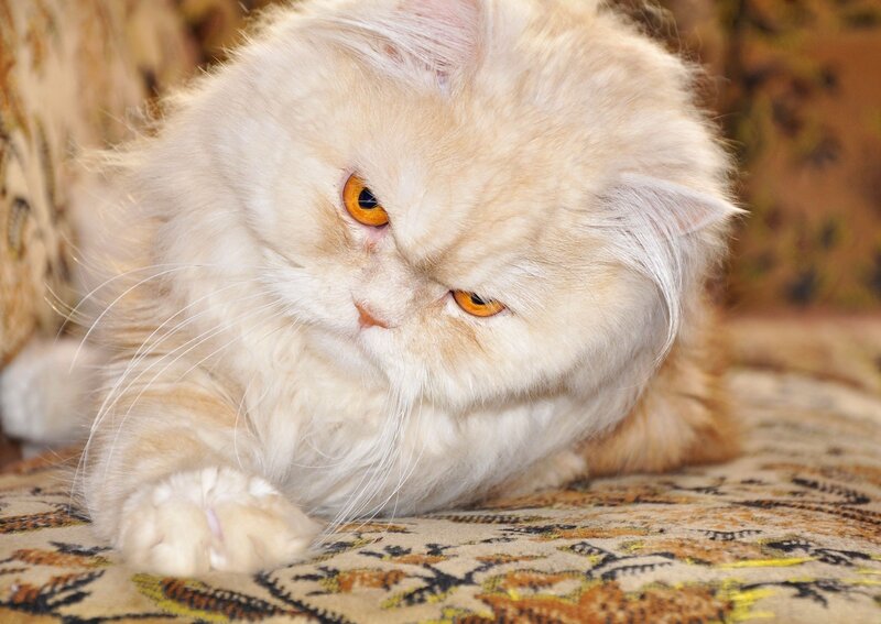 fluffy cream cat resting