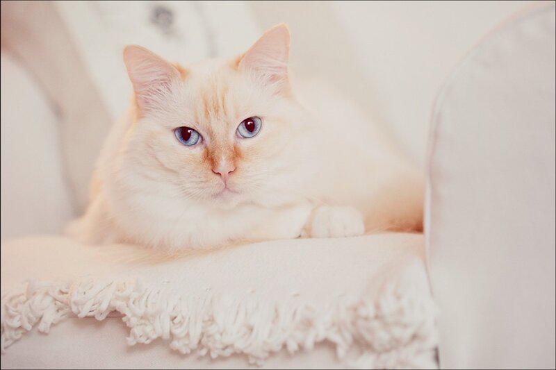 Fluffy Cream Cat — White, Calm