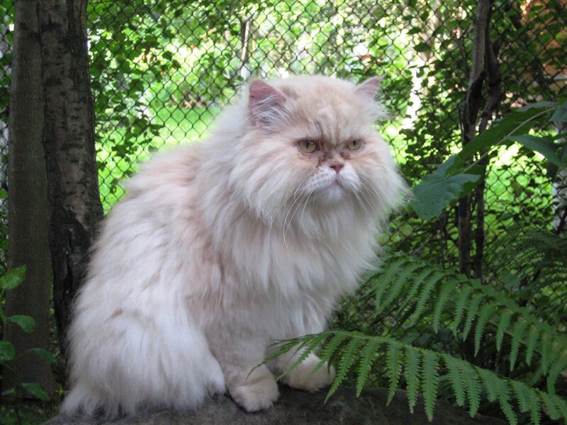 Fluffy Cream Cat — White