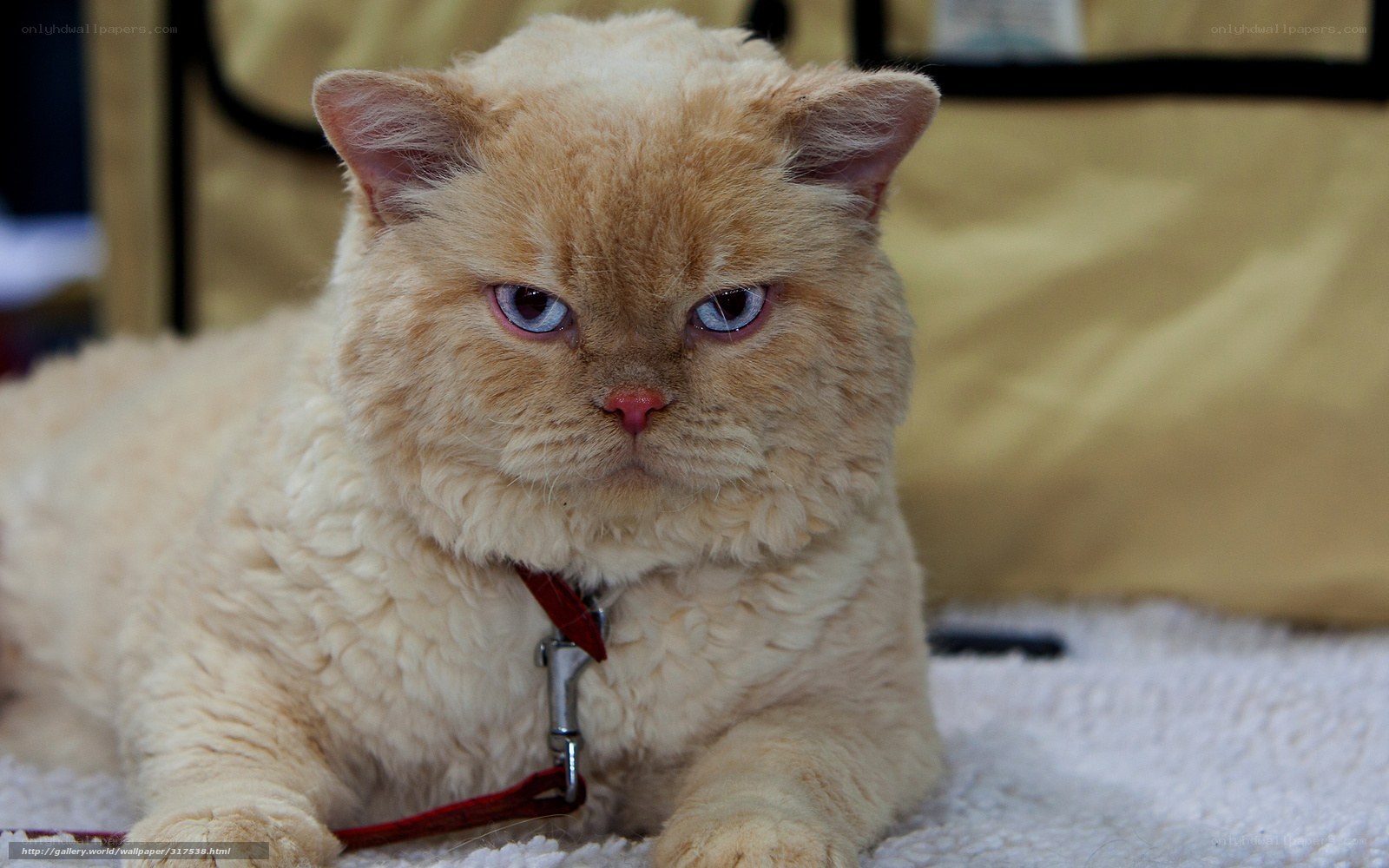 fluffy cream cat with blue eyes