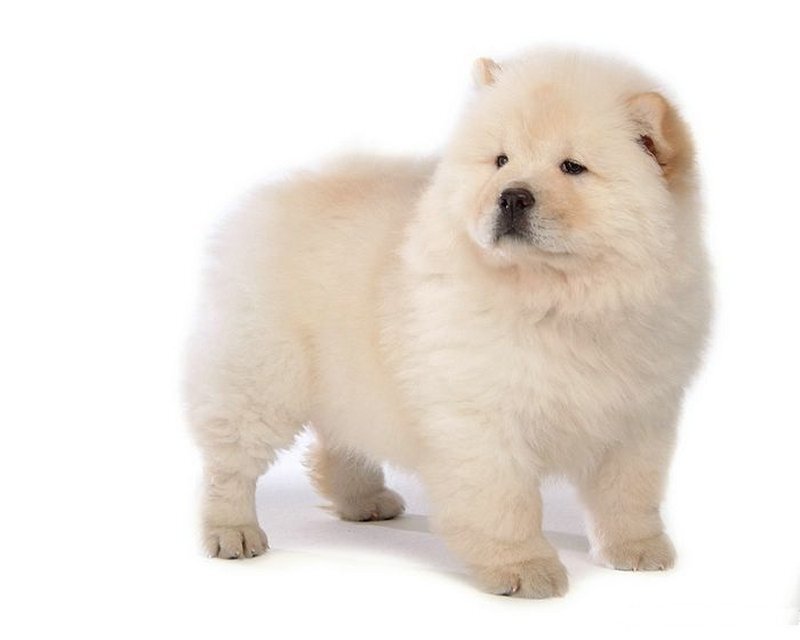 fluffy cream chow chow puppy