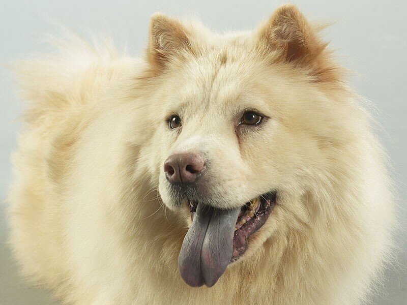 fluffy cream-colored dog