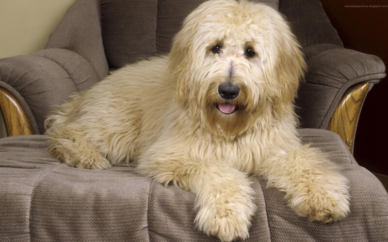 Fluffy Cream Dog — Beige, Relaxed, Photograph